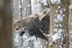 Ssak z rodziny jeleniowatych na zdjęciach Jana Olchówki - zdjęcie 49