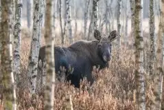 Ssak z rodziny jeleniowatych na zdjęciach Jana Olchówki - zdjęcie 45