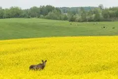 Ssak z rodziny jeleniowatych na zdjęciach Jana Olchówki - zdjęcie 43