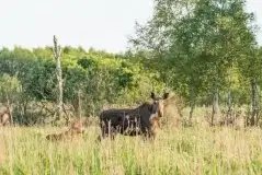 Ssak z rodziny jeleniowatych na zdjęciach Jana Olchówki - zdjęcie 37
