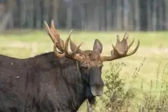 Ssak z rodziny jeleniowatych na zdjęciach Jana Olchówki - zdjęcie 32