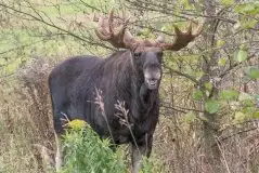 Ssak z rodziny jeleniowatych na zdjęciach Jana Olchówki - zdjęcie 29