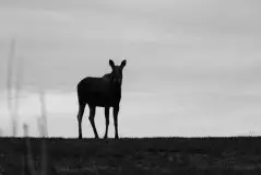 Ssak z rodziny jeleniowatych na zdjęciach Jana Olchówki - zdjęcie 23