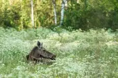 Ssak z rodziny jeleniowatych na zdjęciach Jana Olchówki - zdjęcie 14
