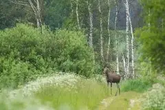 Ssak z rodziny jeleniowatych na zdjęciach Jana Olchówki - zdjęcie 13