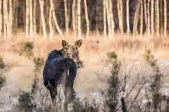 Ssak z rodziny jeleniowatych na zdjęciach Jana Olchówki - zdjęcie 10