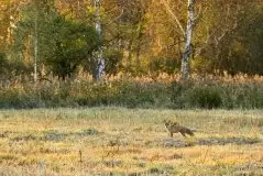 Lisy na Mazurach - zdjęcie 90