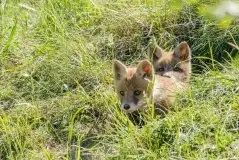 Lisy na Mazurach - zdjęcie 82