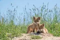 Lisy na Mazurach - zdjęcie 79