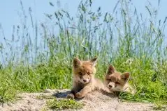 Lisy na Mazurach - zdjęcie 74