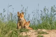 Lisy na Mazurach - zdjęcie 67