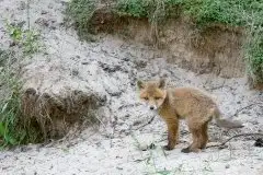 Lisy na Mazurach - zdjęcie 48