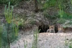 Lisy na Mazurach - zdjęcie 37