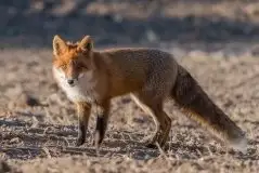 Lisy na Mazurach - zdjęcie 13