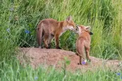 Lisy na Mazurach - zdjęcie 12