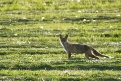 Lisy na Mazurach - zdjęcie 1