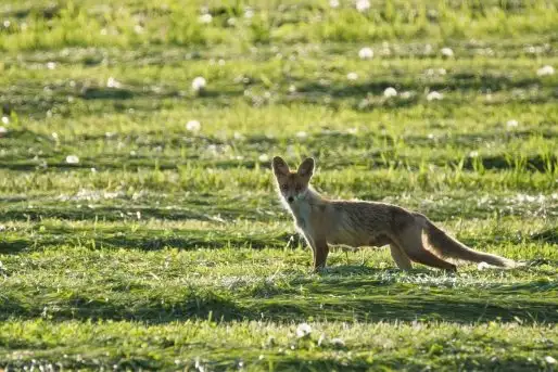 Lisy na Mazurach - zdjęcie 1
