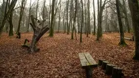 Las miejski w Giżycku, styczeń 2020 - zdjęcie 33