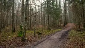 Las miejski w Giżycku, styczeń 2020 - zdjęcie 29