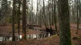 Las miejski w Giżycku, styczeń 2020 - zdjęcie 12