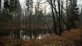 Las miejski w Giżycku, styczeń 2020 - zdjęcie 8