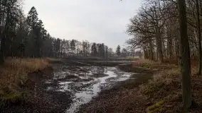 Las miejski w Giżycku, styczeń 2020 - zdjęcie 4