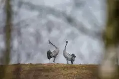 Mazurskie żurawie na zdjęciach Jana Olchówki - zdjęcie 91