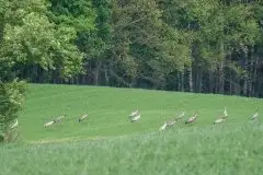 Mazurskie żurawie na zdjęciach Jana Olchówki - zdjęcie 86