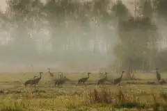 Mazurskie żurawie na zdjęciach Jana Olchówki - zdjęcie 85