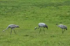 Mazurskie żurawie na zdjęciach Jana Olchówki - zdjęcie 81