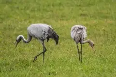 Mazurskie żurawie na zdjęciach Jana Olchówki - zdjęcie 79