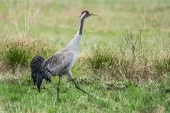 Mazurskie żurawie na zdjęciach Jana Olchówki - zdjęcie 75