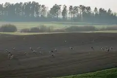 Mazurskie żurawie na zdjęciach Jana Olchówki - zdjęcie 52