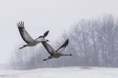Mazurskie żurawie na zdjęciach Jana Olchówki - zdjęcie 40
