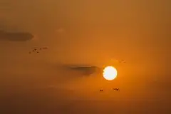 Mazurskie żurawie na zdjęciach Jana Olchówki - zdjęcie 39