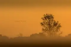 Mazurskie żurawie na zdjęciach Jana Olchówki - zdjęcie 35