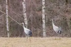 Mazurskie żurawie na zdjęciach Jana Olchówki - zdjęcie 33