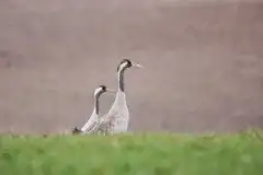 Mazurskie żurawie na zdjęciach Jana Olchówki - zdjęcie 15