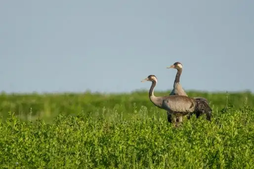 Mazurskie żurawie na zdjęciach Jana Olchówki - zdjęcie 3
