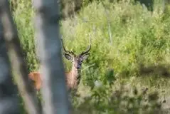 Mazurskie jelenie na zdjęciach Jana Olchówki - zdjęcie 48