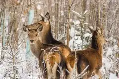 Mazurskie jelenie na zdjęciach Jana Olchówki - zdjęcie 39