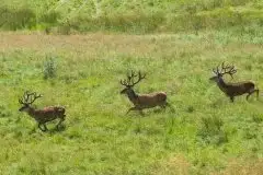 Mazurskie jelenie na zdjęciach Jana Olchówki - zdjęcie 33