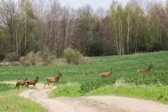 Mazurskie jelenie na zdjęciach Jana Olchówki - zdjęcie 26
