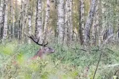 Mazurskie jelenie na zdjęciach Jana Olchówki - zdjęcie 24