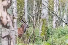 Mazurskie jelenie na zdjęciach Jana Olchówki - zdjęcie 23