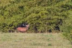 Mazurskie jelenie na zdjęciach Jana Olchówki - zdjęcie 2