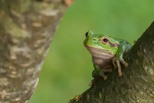 Mazurska rzekotka drzewna na zdjęciach Jana Olchówki - zdjęcie 10