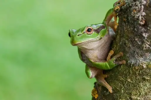 Mazurska rzekotka drzewna na zdjęciach Jana Olchówki - zdjęcie 9