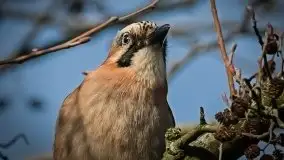 Mazurska przyroda budzi się do życia na zdjęciach Stanisława Sielewicza - zdjęcie 20