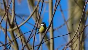 Mazurska przyroda budzi się do życia na zdjęciach Stanisława Sielewicza - zdjęcie 13